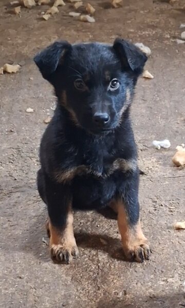 Vand pui Ciobanesc german Bucuresti/ Giurgiu