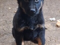 Vand pui Ciobanesc german Bucuresti/ Giurgiu